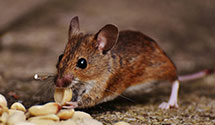 24 Hour & Emergency Exterminators in Farmington, WA